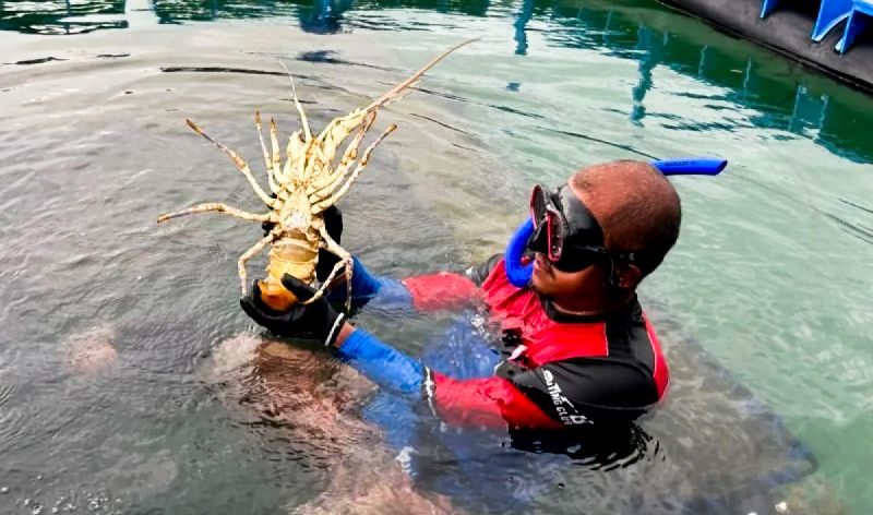 Budi daya lobster Batam