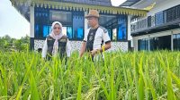 budidaya padi bendahara pwi