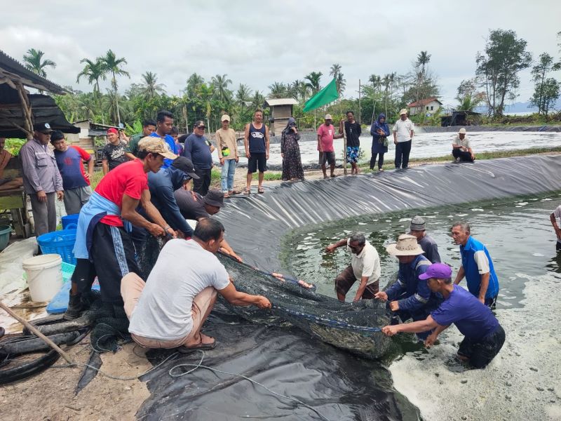 budidaya udang vaname lingga