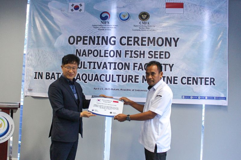 Budidaya napoleon di batam