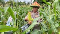 Panen jagung batam Panen jagung batam