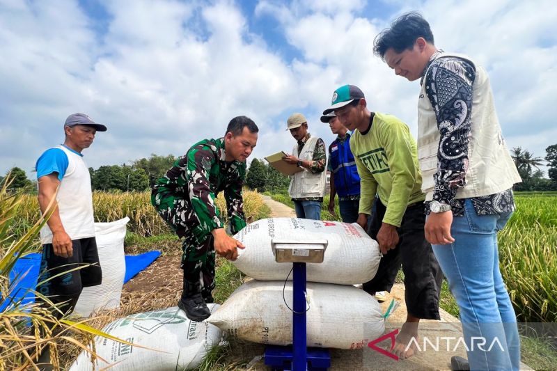 Petani gabah kuningan