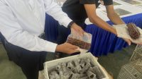 Penyelundupan hewan ke vietnam Penyelundupan hewan ke vietnam
