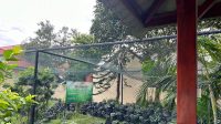 Monyet di batam