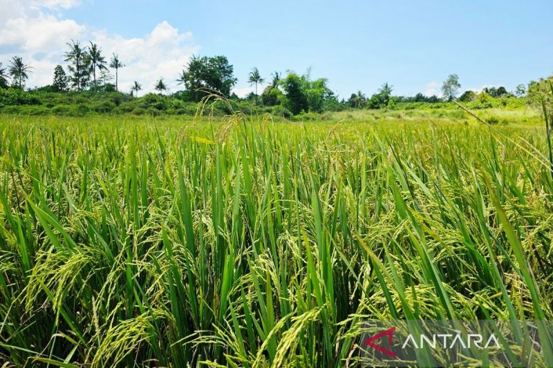 Sawah di natuna
