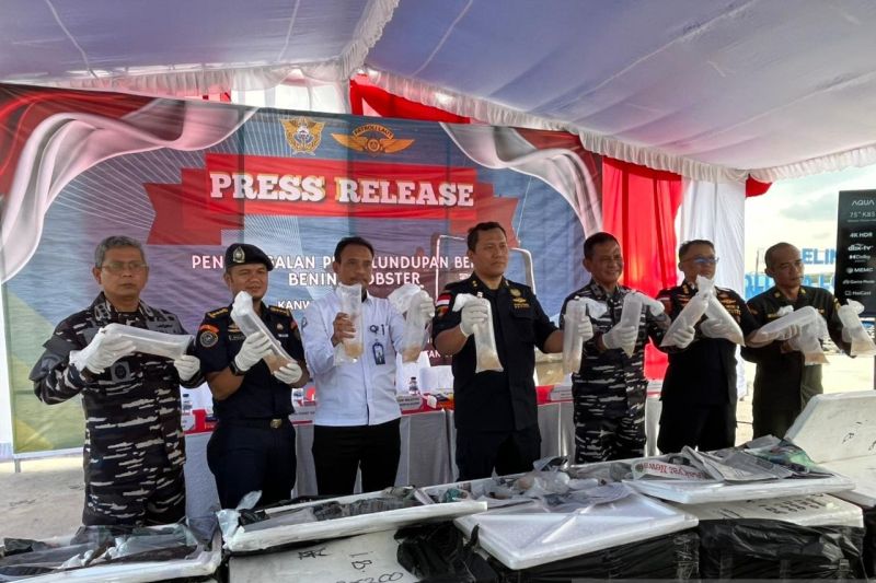 Benih lobster batam