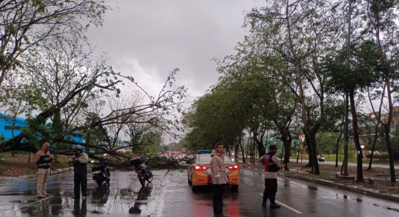 Pohon tumbang batam