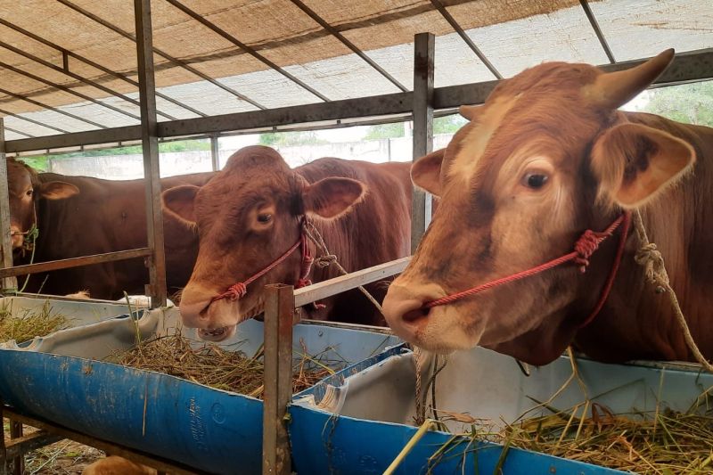 Kurban di batam 2026