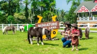 Anak-anak memberi makan satwa di kawasan wisata edukasi Dairyland Puncak, Bogor.