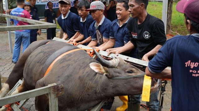 Panitia kurban BP Batam menyiapkan penyembelihan hewan kurban Idul Adha 1447 Hijriah di Batam.