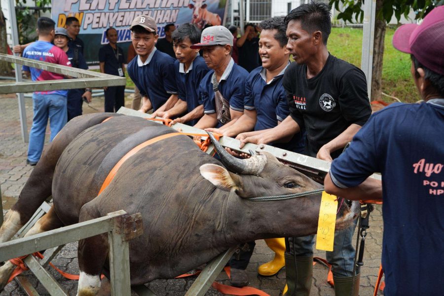 Panitia kurban BP Batam menyiapkan penyembelihan hewan kurban Idul Adha 1447 Hijriah di Batam.