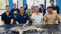 Habitat Hiu Gangga di Sungai Sesayap Kalimantan Utara.