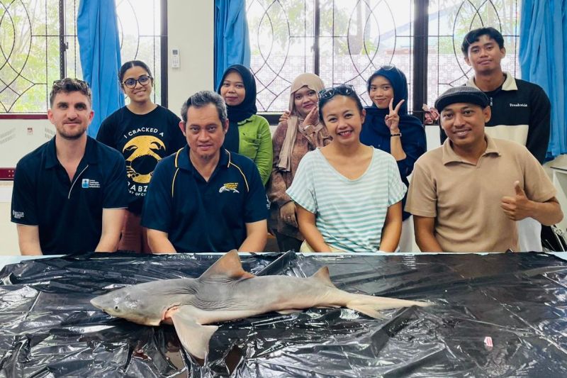 Habitat Hiu Gangga di Sungai Sesayap Kalimantan Utara.