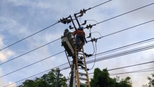 Petugas PLN Batam memangkas pohon di dekat jaringan listrik.