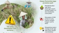 INFOGRAFIS: Menjaga Produksi Padi di Puncak Kemarau