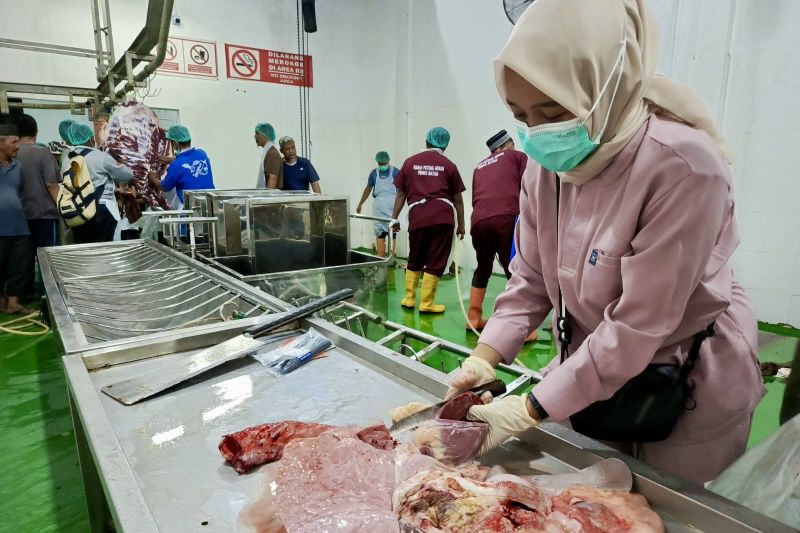 Petugas RPH Batam mempersiapkan pemotongan ternak sesuai standar keamanan, kesehatan, keutuhan, dan kehalalan daging.