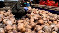 Petugas karantina memeriksa benih kelapa asal Natuna sebelum dikirim ke luar daerah.