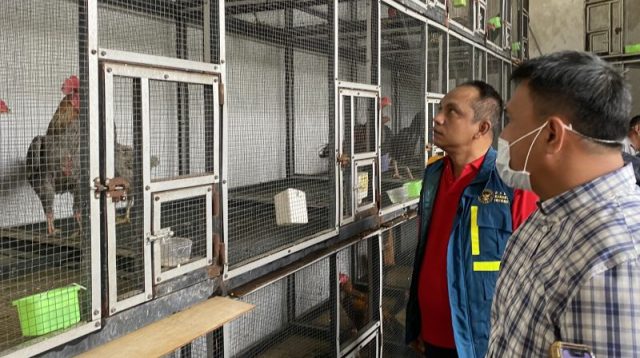 Petugas Karantina Kepri menangani 51 ayam Bangkok asal Malaysia yang diamankan polisi di kawasan Nongsa, Batam.