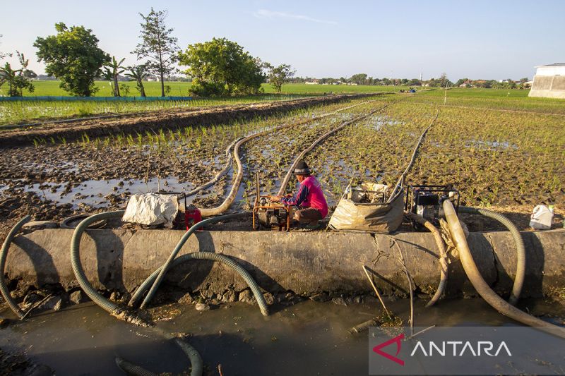 Dampak El nino 2026