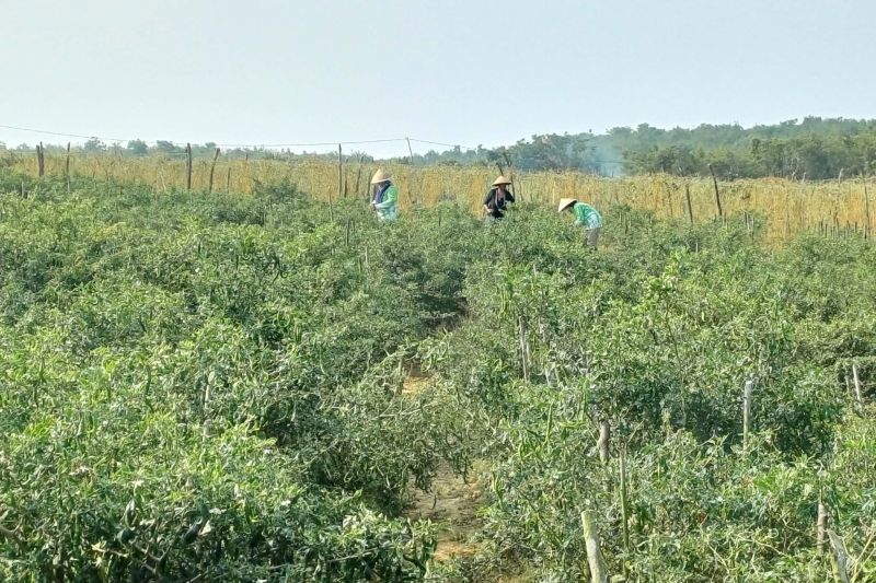 Aktivitas pertanian Kelompok Tani Bintan Jaya di Kampung Kangboy, Desa Toapaya Utara, Bintan. Hasil panen cabai dan pepaya dipasarkan hingga Tanjungpinang dan Batam.