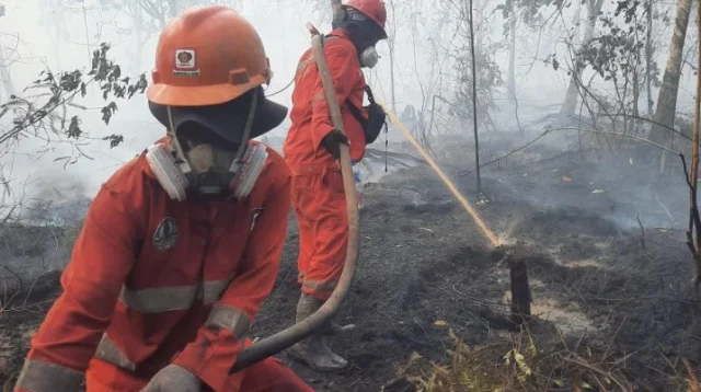 bakar lahan demi sawit