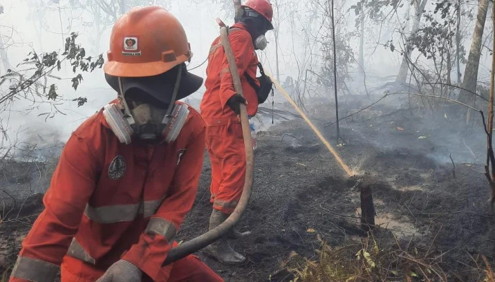 bakar lahan demi sawit