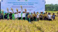Panen sawah samarinda