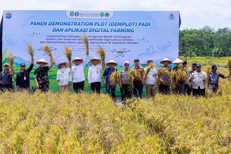 Panen sawah samarinda