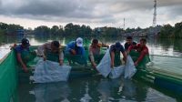 bibit ikan kerapu