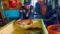 ikan (2) natuna kirim ikan ke hong kong
