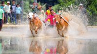 Pacu Jawi Sawah