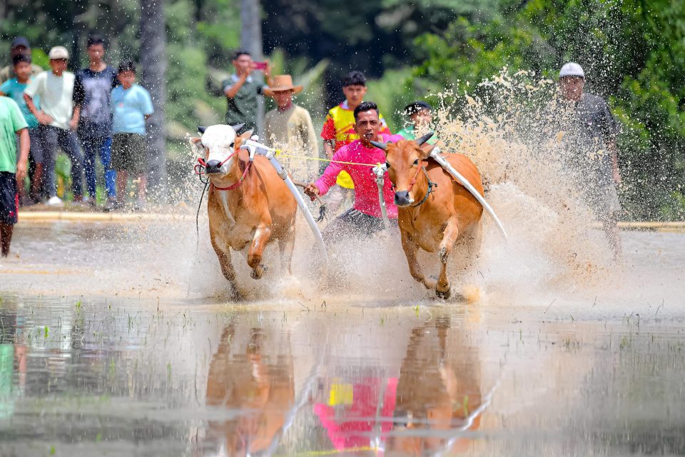 Pacu Jawi Sawah