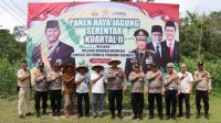 Panen jagung lingga Panen jagung lingga