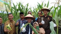 Panen jagung batam Panen jagung batam