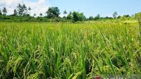 Sawah di natuna