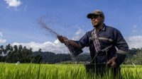 Harga pupuk turun