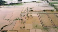 antarafoto-sawah-terendam-banjir-di-deli-serdang-1762685338