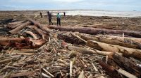pantai-air-tawar-dipenuhi-kayu-gelondongan-usai-banjir-bandang-1764339908875_169