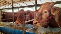 Kurban di batam 2026 Kurban di batam 2026