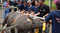 Panitia kurban BP Batam menyiapkan penyembelihan hewan kurban Idul Adha 1447 Hijriah di Batam.