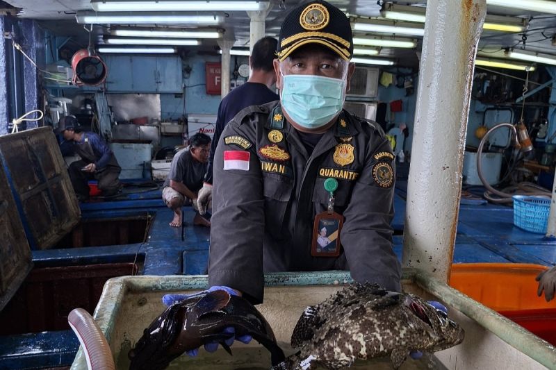 Petugas memeriksa ikan hidup ekspor asal Natuna sebelum dikirim ke Hong Kong.