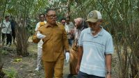 Buah salak Sari Intan yang dikembangkan Kelompok Tani Maju Jaya di Bintan untuk memenuhi pasar lokal dan luar negeri.