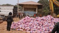 Petugas Karantina Kepri memusnahkan 29 ton bawang putih asal Cina yang rusak di TPA Telaga Punggur, Batam.